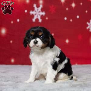 Amber, Cavalier King Charles Spaniel Puppy